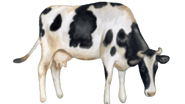 Cow Left Animation