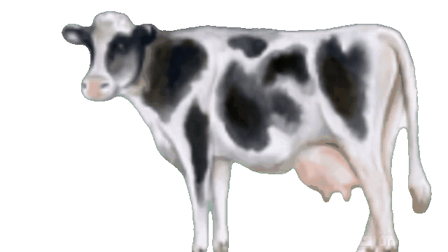 Cow Right Animation